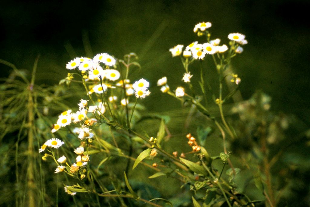 erigeron annuus?